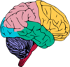 Brain Copy Image